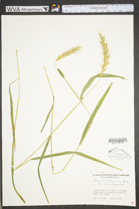 Elymus villosus image