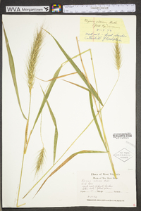 Elymus villosus image