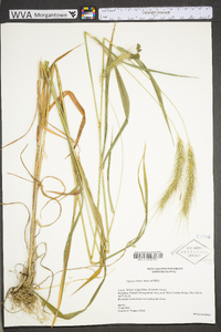 Elymus villosus image