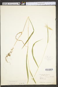 Elymus villosus image