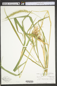 Elymus villosus image