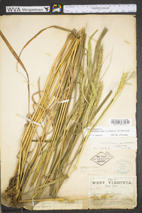 Elymus virginicus var. virginicus image