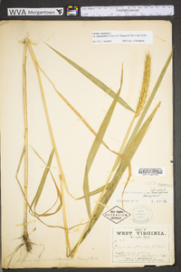 Elymus virginicus var. virginicus image