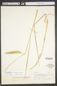 Elymus virginicus var. virginicus image