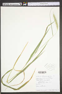 Elymus virginicus var. virginicus image