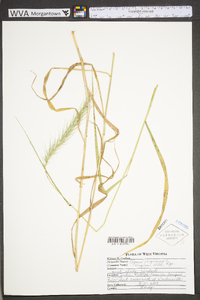 Elymus virginicus var. virginicus image