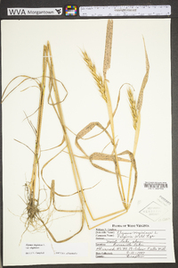 Elymus virginicus var. virginicus image