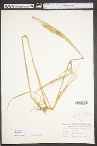 Elymus virginicus var. virginicus image