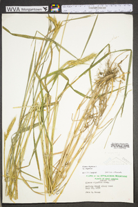 Elymus virginicus var. virginicus image