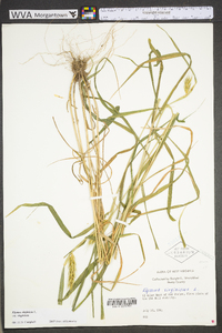 Elymus virginicus var. virginicus image