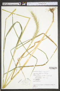 Elymus virginicus var. virginicus image