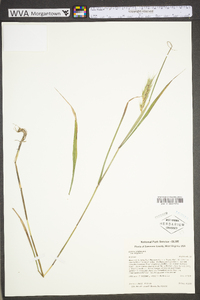 Elymus virginicus var. virginicus image