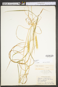 Elymus virginicus var. virginicus image