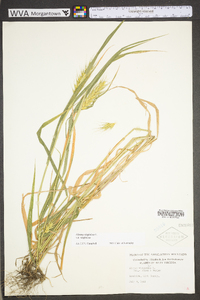 Elymus virginicus var. virginicus image