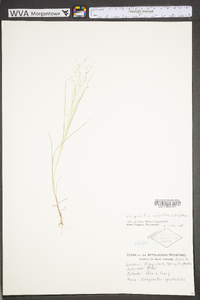 Eragrostis capillaris image