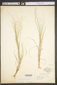 Eragrostis capillaris image