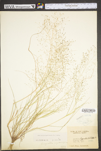 Eragrostis capillaris image