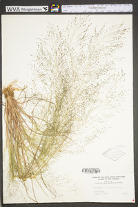 Eragrostis capillaris image