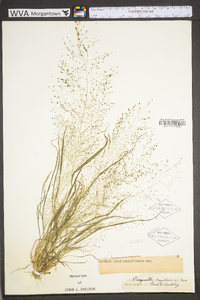 Eragrostis capillaris image