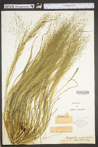 Eragrostis capillaris image