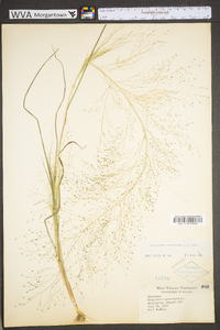 Eragrostis capillaris image