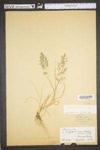 Eragrostis capillaris image