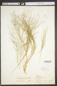 Eragrostis capillaris image