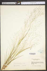 Eragrostis capillaris image