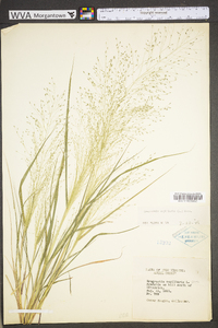 Eragrostis capillaris image