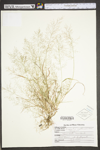 Eragrostis capillaris image