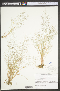 Eragrostis frankii image