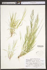 Eragrostis frankii image