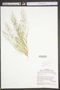 Eragrostis frankii image