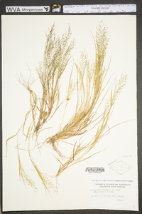 Eragrostis frankii image