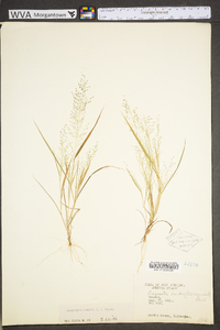 Eragrostis frankii image