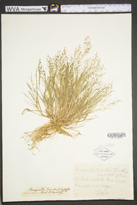 Eragrostis frankii image