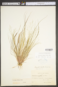 Eragrostis hirsuta image