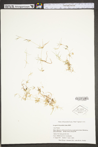 Eragrostis hypnoides image