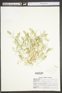 Eragrostis hypnoides image