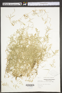 Eragrostis hypnoides image