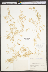 Eragrostis hypnoides image