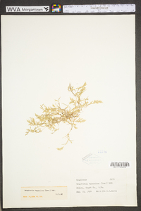 Eragrostis hypnoides image