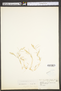 Eragrostis hypnoides image