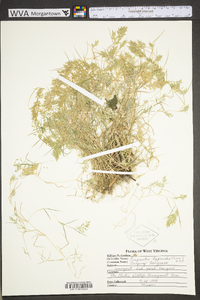 Eragrostis hypnoides image