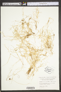 Eragrostis hypnoides image