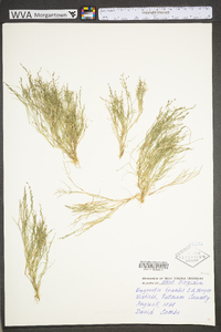 Eragrostis hypnoides image