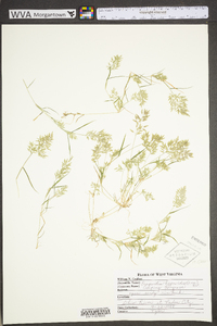 Eragrostis hypnoides image