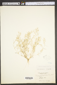 Eragrostis hypnoides image