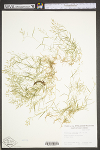 Eragrostis hypnoides image