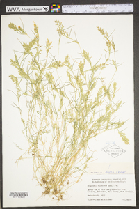 Eragrostis hypnoides image